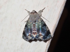Dyops chromatophila