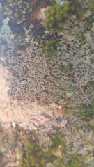 Physconia perisidiosa