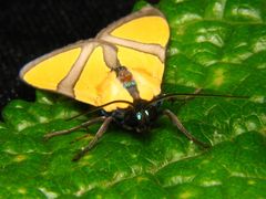 Ormetica ameoides