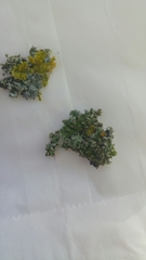 Physconia perisidiosa