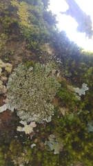 Physconia perisidiosa