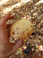 Butyriboletus