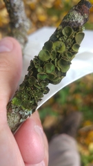 Melanohalea exasperata