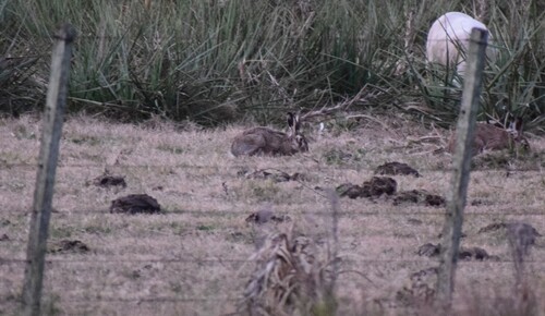 Brown Hare