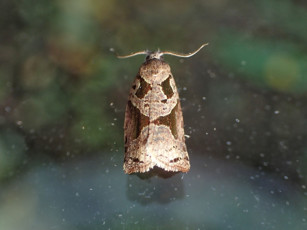Sisurcana