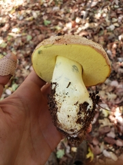 Butyriboletus