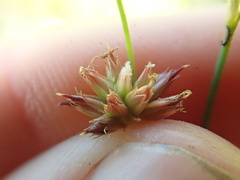 Juncus oxymeris