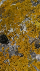 Flavoplaca granulosa