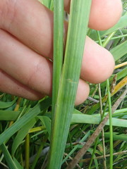 Juncus oxymeris