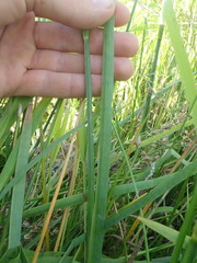 Juncus oxymeris