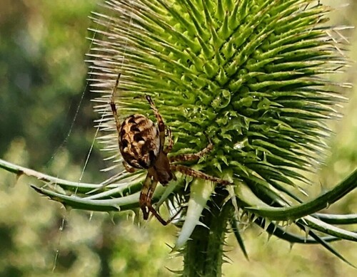 Arabesque Orbweaver