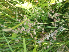 Juncus oxymeris
