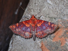 Antiblemma phoenicopyra
