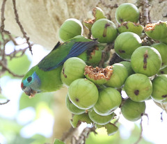 Cyclopsitta diophthalma