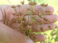 Juncus oxymeris