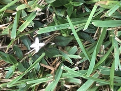 Diodia