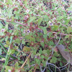 Ludwigia pilosa