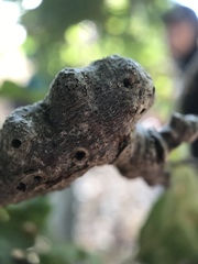 Andricus chrysolepidicola