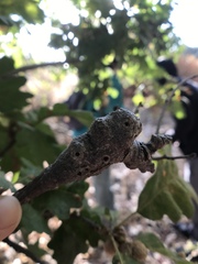 Andricus chrysolepidicola