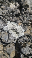 Squamarina cartilaginea