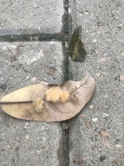 Druon quercuslanigerum