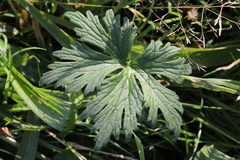 Geranium sylvaticum