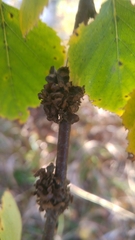 Tuckermanopsis sepincola