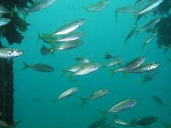Trachurus novaezelandiae