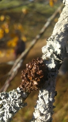 Tuckermanopsis sepincola