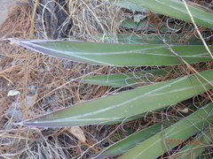 Agave filifera