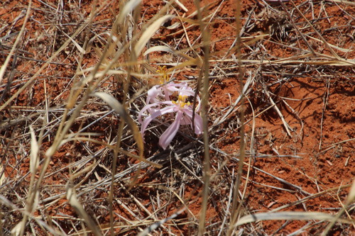 Gethyllis transkarooica