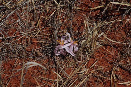Image of Gethyllis transkarooica by (c) Tony Rebelo, some rights reserved (CC BY-SA)