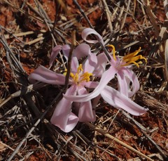 Gethyllis transkarooica