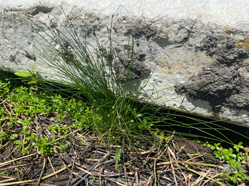 Eleocharis geniculata observed 2025-07-25
