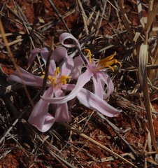 Gethyllis transkarooica