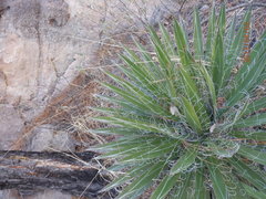 Agave filifera