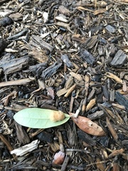 Druon quercuslanigerum