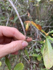 Rhododendron serrulatum