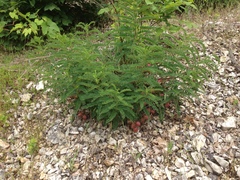 Astragalus crassicarpus trichocalyx