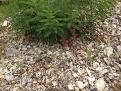 Astragalus crassicarpus trichocalyx