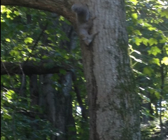 Sciurus carolinensis leucotis