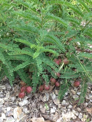 Astragalus crassicarpus trichocalyx