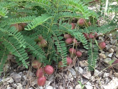 Astragalus crassicarpus trichocalyx