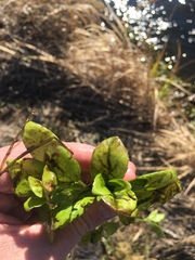 Veronica anagallis-aquatica