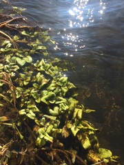 Veronica anagallis-aquatica