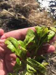 Veronica anagallis-aquatica