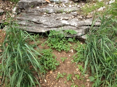 Physalis missouriensis