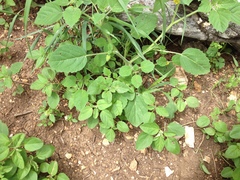 Physalis missouriensis