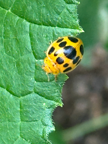 Squash Lady Beetle photo 6