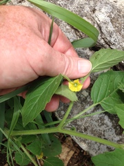 Physalis missouriensis